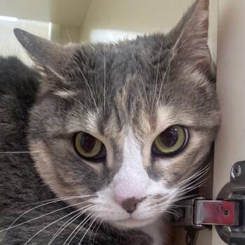 Artemis -  Domestic Short Hair Cat for Adoption in Cincinnati, Ohio - Artemis | PetCurious