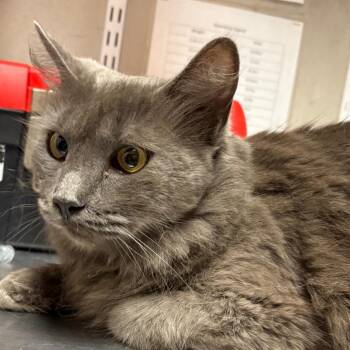 Mink -  Domestic Long Hair Cat for Adoption in Yuma, Arizona - Mink | PetCurious