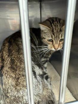 Rosey -  Domestic Short Hair Cat for Adoption in Mocksville, North Carolina - Rosey | PetCurious