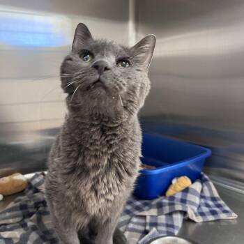 Cashmere -  Domestic Short Hair Cat for Adoption in Kanab, Utah - Cashmere | PetCurious