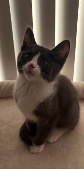 Joey -  Domestic Short Hair Cat for Adoption in Wyandotte, Michigan - Joey | PetCurious