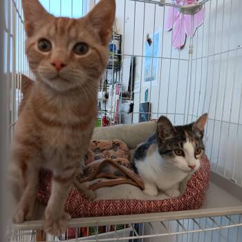 Domestic Short Hair Cats Available for Adoption - Fred And Wilma  | PetCurious