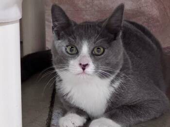 Gus -  Domestic Short Hair Cat for Adoption in Powell, Ohio - Gus | PetCurious
