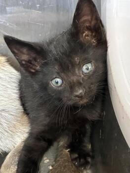 Domestic Short Hair Cats Available for Adoption in Hartsville, South Carolina - Fable | PetCurious