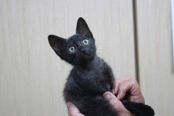 Carbon -  Domestic Short Hair Cat for Adoption in Brunswick, Georgia - Carbon | PetCurious