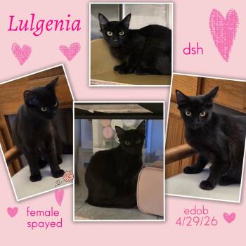 Lulgenia OR14627-T -  Domestic Short Hair Cat for Adoption in Missouri City, Texas - Lulgenia OR14627-T | PetCurious