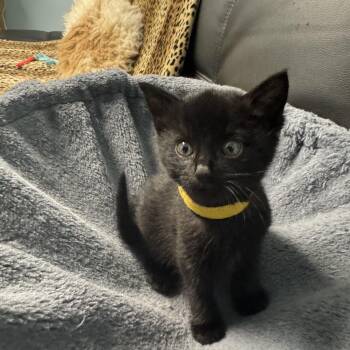 Rescue Domestic Short Hair Cats for Adoption in Lawrenceville, Georgia - Notte | PetCurious