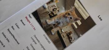 Lee -  Tabby Cat for Adoption in Evansville, Indiana - Lee | PetCurious