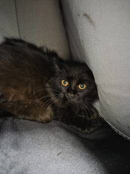 Rescue Domestic Long Hair Cats for Adoption in Brookings, Oregon - Virginia | PetCurious