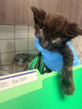 VooDoo -  Domestic Short Hair Cat for Adoption in Huntington, Indiana - VooDoo | PetCurious