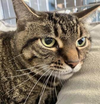 Stumpy -  Domestic Short Hair Cat for Adoption in Parma, Ohio - Stumpy | PetCurious
