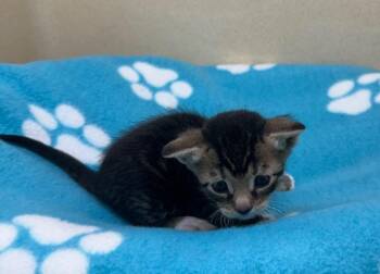Pepsi -  Domestic Short Hair Cat for Adoption in Washington Court House, Ohio - Pepsi | PetCurious