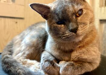 Rescue Domestic Short Hair Cats for Adoption in Little Mountain, South Carolina - Spice (Blind & Deaf) | PetCurious