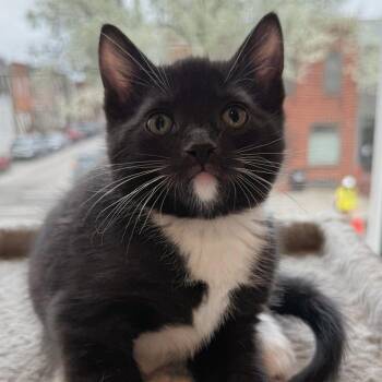 Chip -  Domestic Short Hair Cat Available for Adoption in Reisterstown, Maryland - Chip | PetCurious