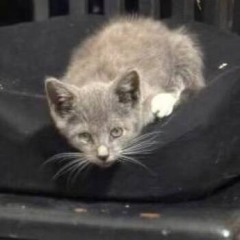 Chance -  Domestic Short Hair Cat for Adoption in Tulsa, Oklahoma - Chance | PetCurious