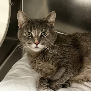 Rescue Domestic Short Hair Cats for Adoption in Las Vegas, Nevada - Whitney | PetCurious