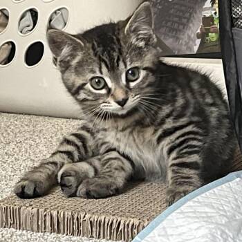 Domestic Short Hair Cats Available for Adoption in Pleasant Hill, California - Chips | PetCurious