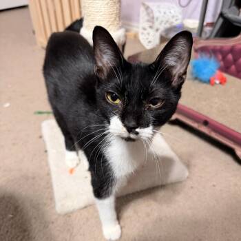 Never Met A Stranger -  Domestic Short Hair Cat for Adoption in Boerne, Texas - Never Met A Stranger | PetCurious