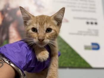 HONEY -  Domestic Short Hair Cat for Adoption in Doral, Florida - HONEY | PetCurious