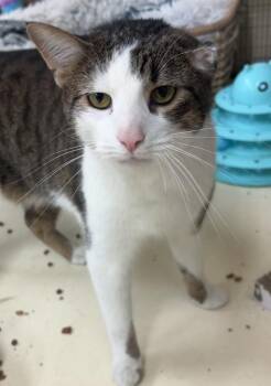 Domestic Short Hair Cats Available for Adoption - Fidget | PetCurious