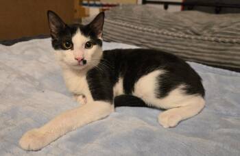 Charlie -  Domestic Short Hair Cat for Adoption in Oviedo, Florida - Charlie | PetCurious