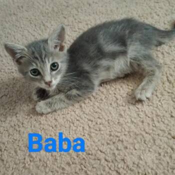 Baba -  Domestic Short Hair Cat for Adoption in Westminster, California - Baba | PetCurious