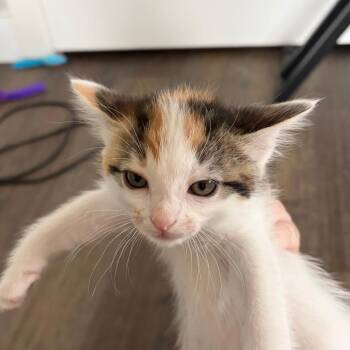 Domestic Short Hair Cats Available for Adoption in Austin, Texas - Diagonal Swirl 4 | PetCurious