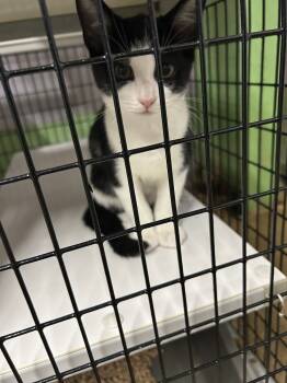 Rescue Domestic Short Hair Cats for Adoption in Pinellas Park, Florida - Patch | PetCurious