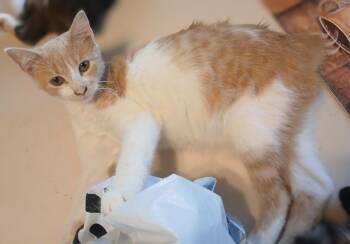 Abbreviation -  Manx and Domestic Short Hair Cat for Adoption in Red Bank, New Jersey - Abbreviation | PetCurious