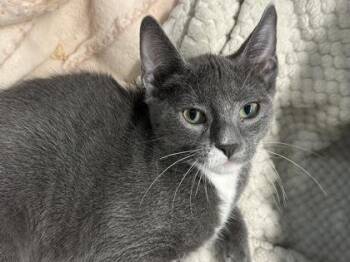Pewter -  Domestic Short Hair Cat for Adoption in Fort Worth, Texas - Pewter | PetCurious