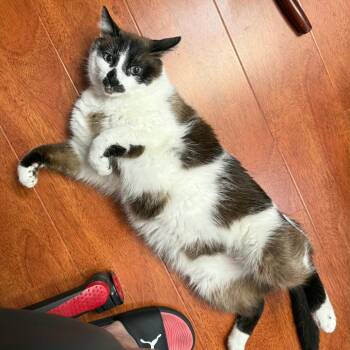 Bubu -  Domestic Short Hair and Siamese Cat for Adoption in Long Beach, California - Bubu | PetCurious