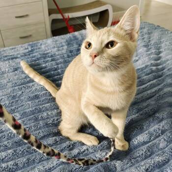 Valentina -  Domestic Short Hair Cat for Adoption in Buffalo, New York - Valentina | PetCurious