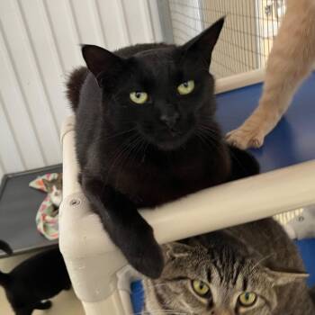 Rescue Bombay and Domestic Short Hair Cats for Adoption in Clarksville, Virginia - Blackie | PetCurious