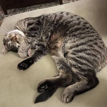 Cinnamon -  Tabby Cat for Adoption in Grand Rapids, Michigan - Cinnamon | PetCurious