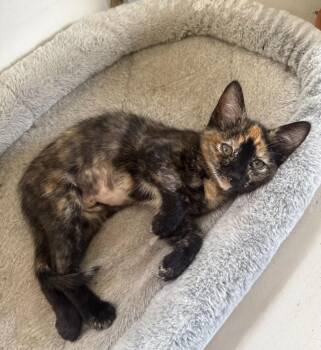 Kiki -  Domestic Short Hair Cat for Adoption in Millcreek, Utah - Kiki | PetCurious