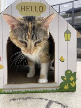 Rescue Torbie Cats for Adoption in Clarksville, Tennessee - Twyla | PetCurious