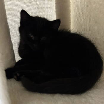 Rescue Domestic Medium Hair Cats for Adoption - Marcel | PetCurious