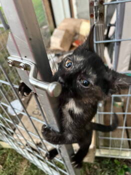 Rescue Domestic Short Hair Cats for Adoption in Cromwell, Kentucky - Summer | PetCurious