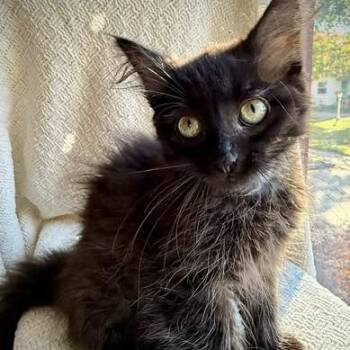 Beatrix -  Domestic Long Hair Cat for Adoption in West Olive, Michigan - Beatrix | PetCurious