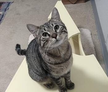 Domestic Short Hair Cats Available for Adoption in Fort Madison, Iowa - Quriosity | PetCurious
