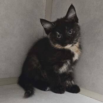Domestic Medium Hair Cats Available for Adoption in Wapakoneta, Ohio - Millie | PetCurious