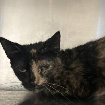 Jewel -  Domestic Short Hair Cat for Adoption in Bristol, Indiana - Jewel | PetCurious