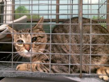 Domestic Short Hair Cats Available for Adoption in Houston, Texas - A2070240 | PetCurious