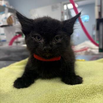 Ensign -  Domestic Short Hair Cat for Adoption in Milton, Florida - Ensign | PetCurious