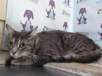 Domestic Short Hair Cats Available for Adoption - GRIZZ | PetCurious