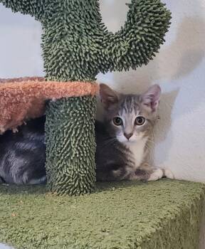 Rescue Domestic Short Hair Cats for Adoption in Pensacola, Florida - Laura | PetCurious