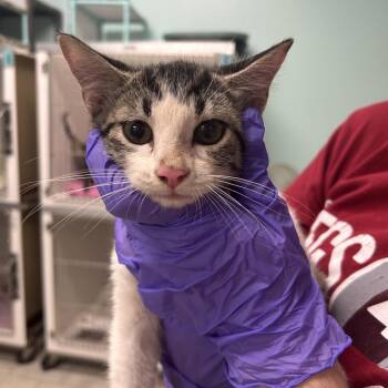 Linus -  Domestic Short Hair Cat for Adoption in Charleston, West Virginia - Linus | PetCurious