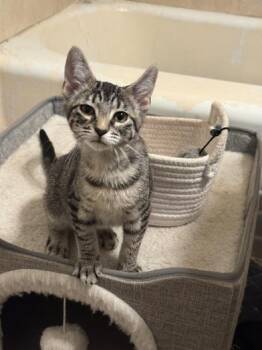 Pepper -  Domestic Short Hair Cat for Adoption in Liverpool, Texas - Pepper | PetCurious