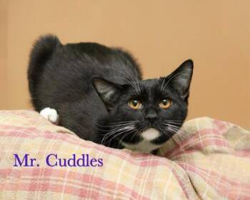 Domestic Short Hair Cats Available for Adoption - Mr. Cuddles | PetCurious