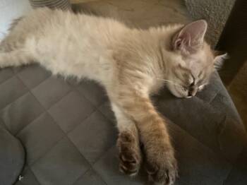 Lodi -  Domestic Short Hair Cat for Adoption in Fort Lupton, Colorado - Lodi | PetCurious